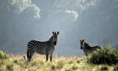 two Zebra walking in a grass in Malawi