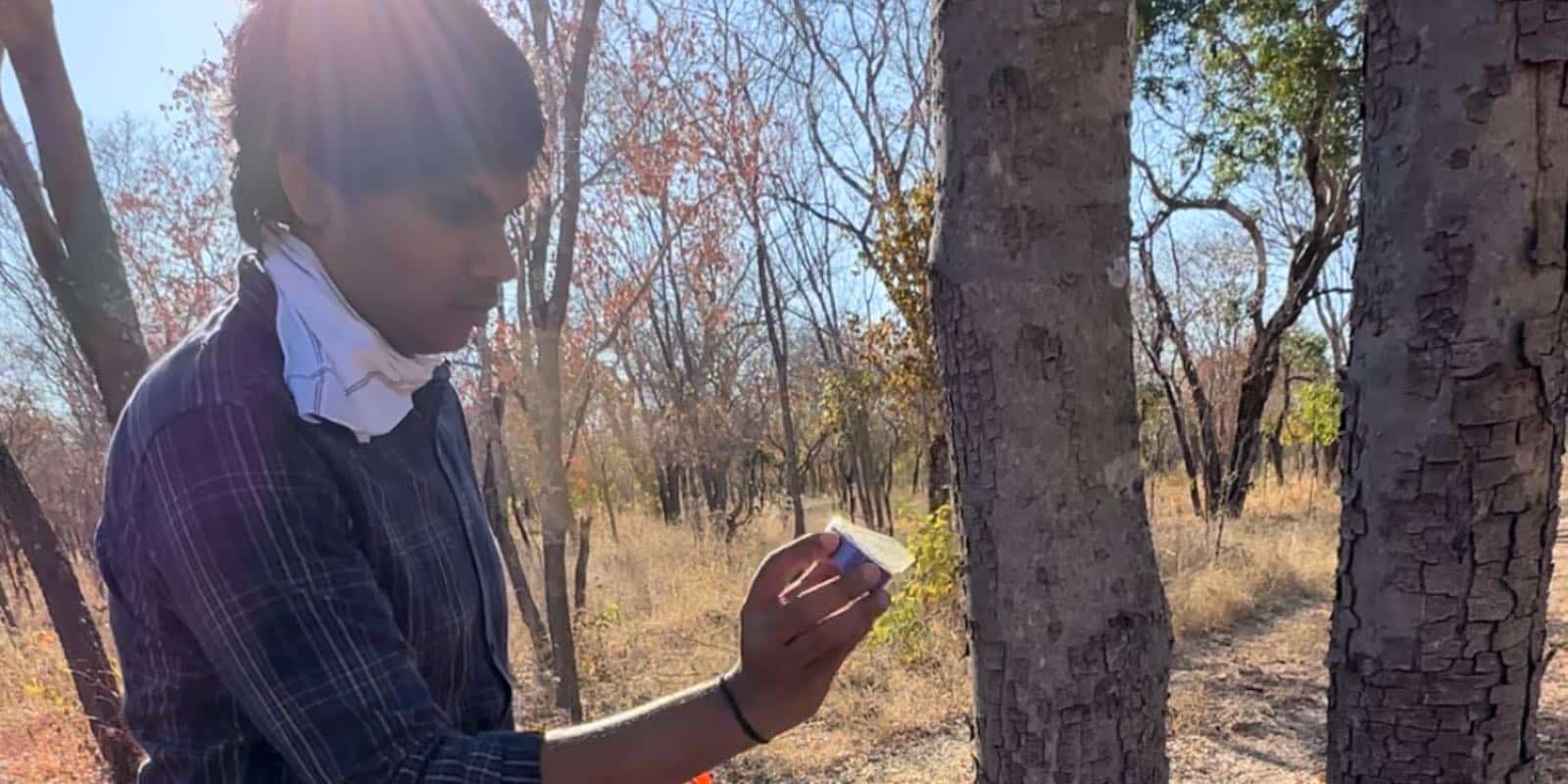 an intern greasing the trunk of the tree