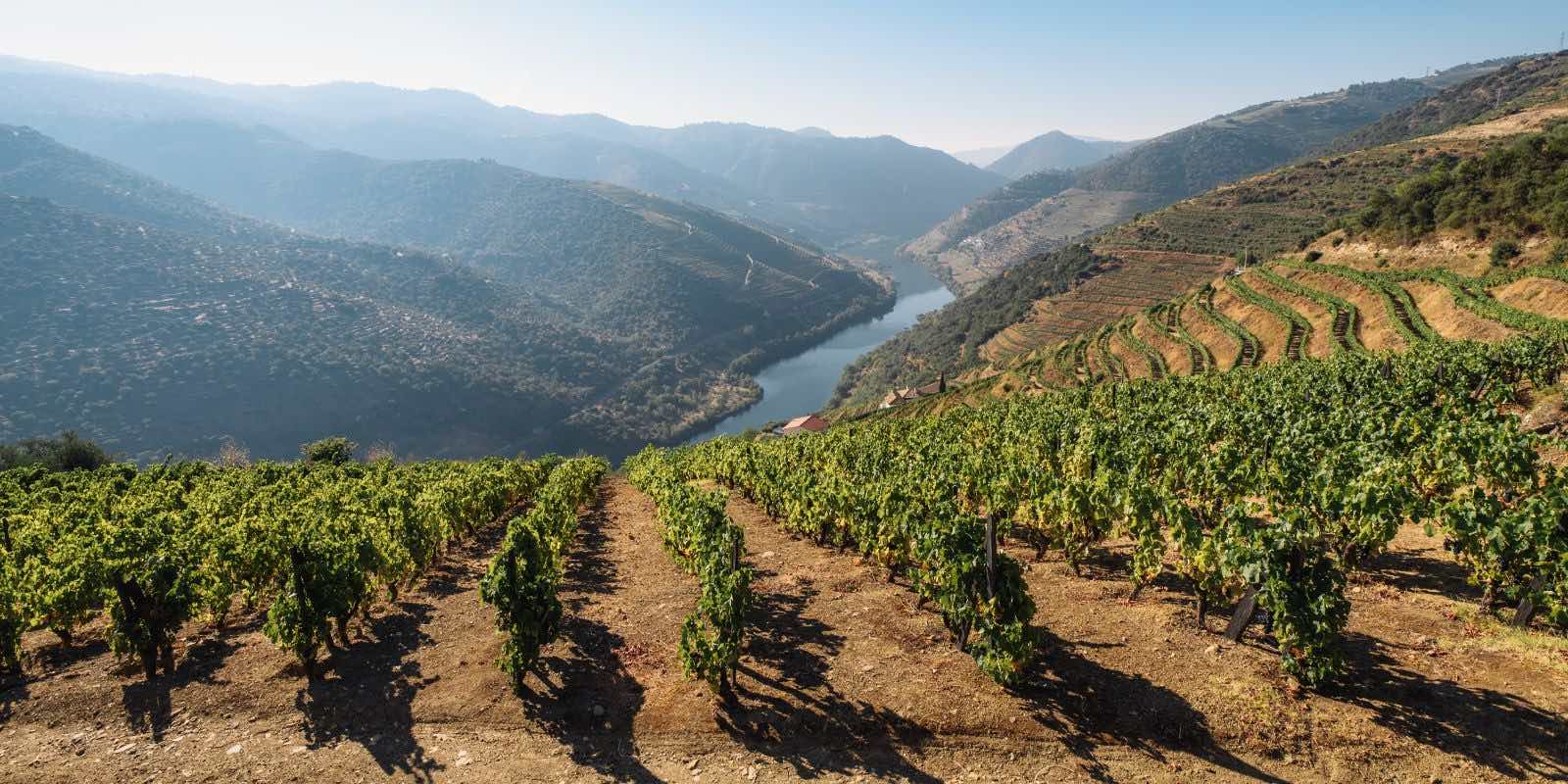 The vineyards in Douro Valley, Portugal