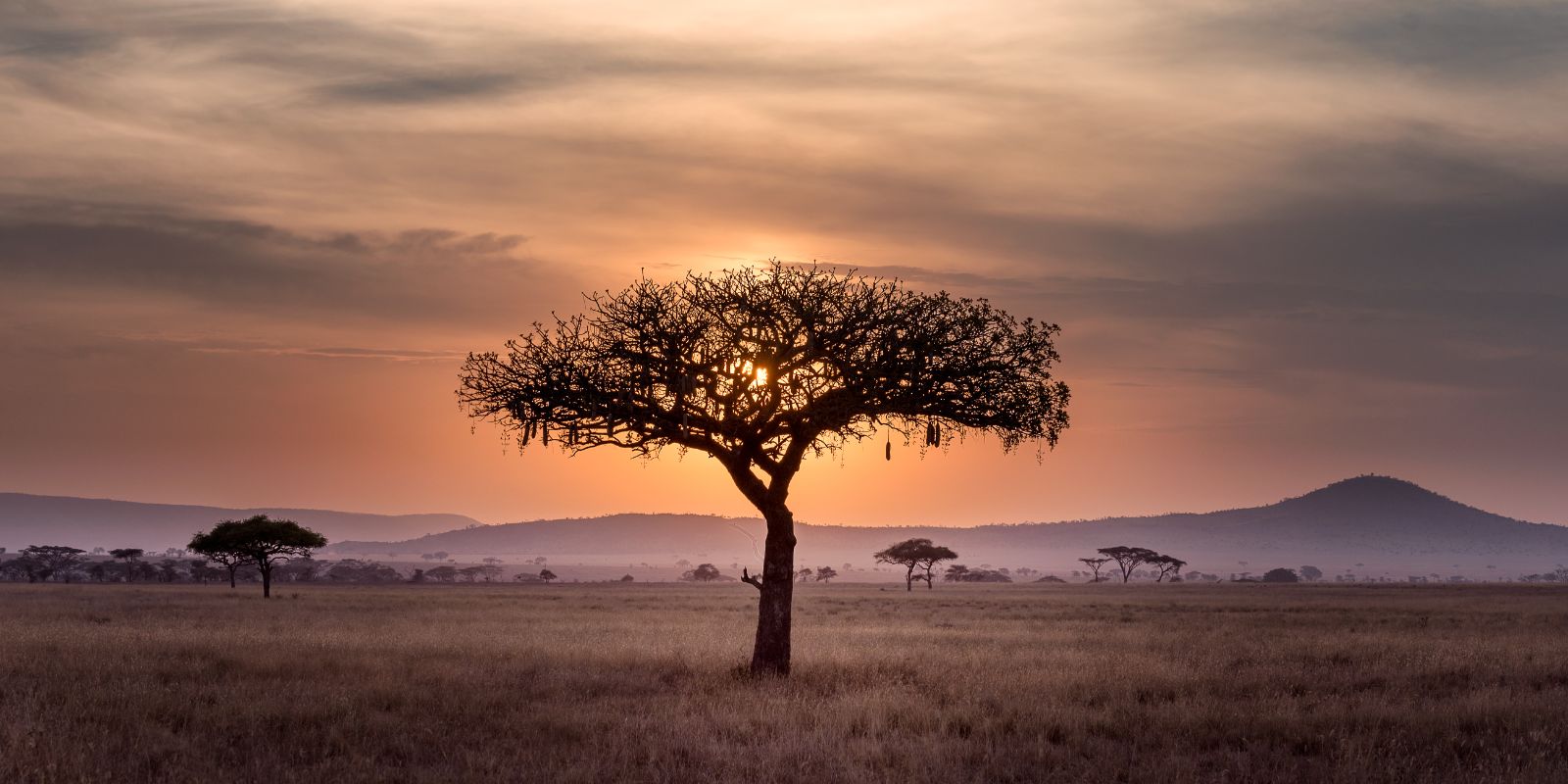 a tree in front of a sunset in Serengeti, Tanzania