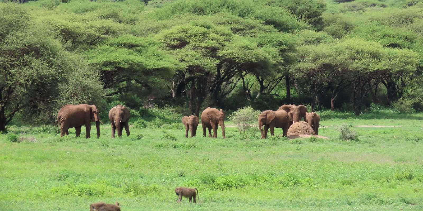 a herd of African elephant in Crater Highlands, Ngorongoro, Tanzania