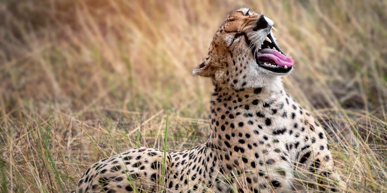 a yawning cheetah in Serengeti, Tanzania