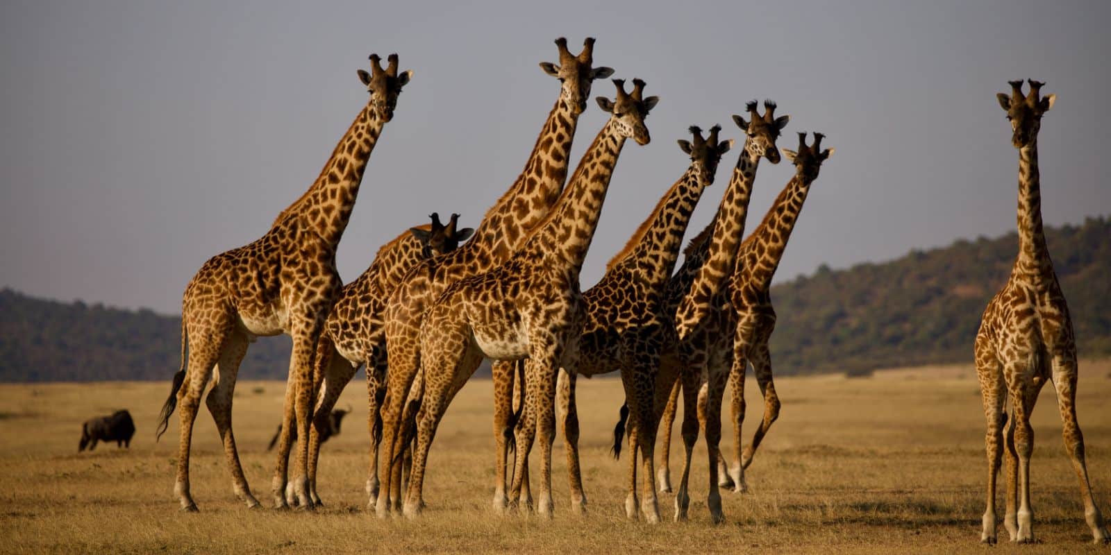 a group of giraffe on a safari in the Seregeti