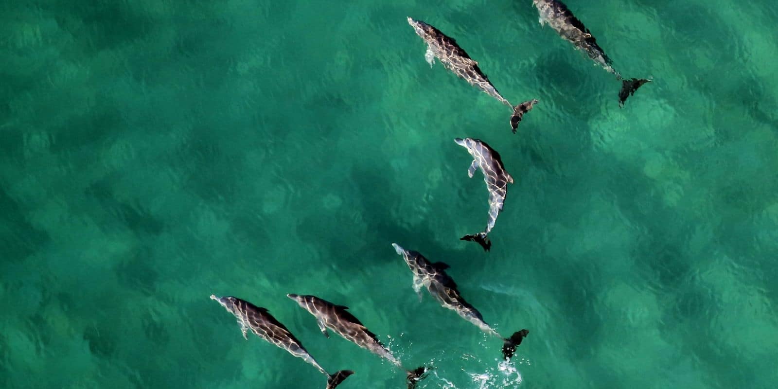 dolphins swimming on a sea in Mozambique