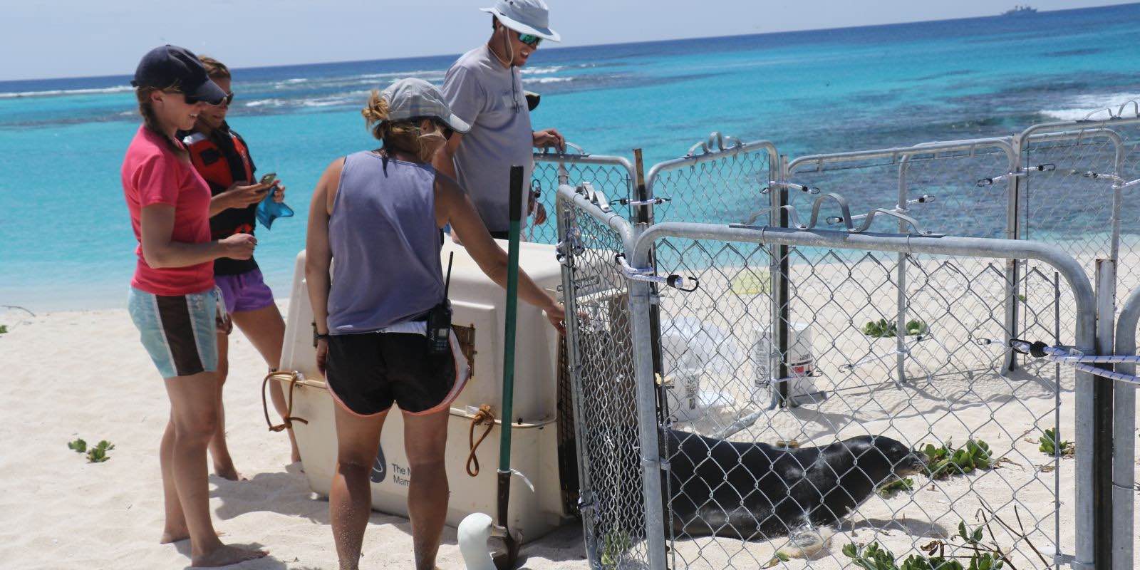 releasing an injured seal into a rehabilitation pen