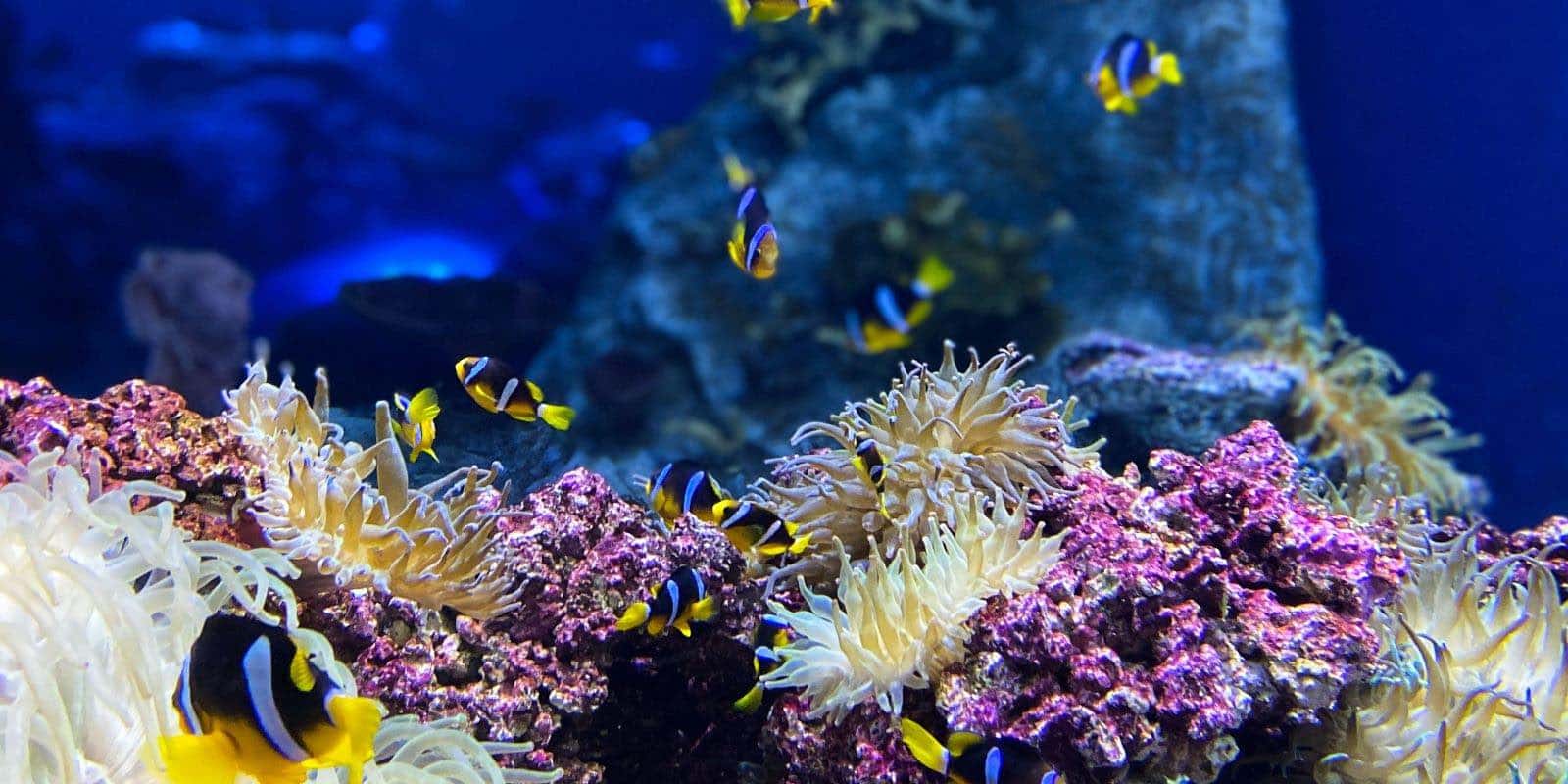yellow and black clown fish under the sea with coral reefs