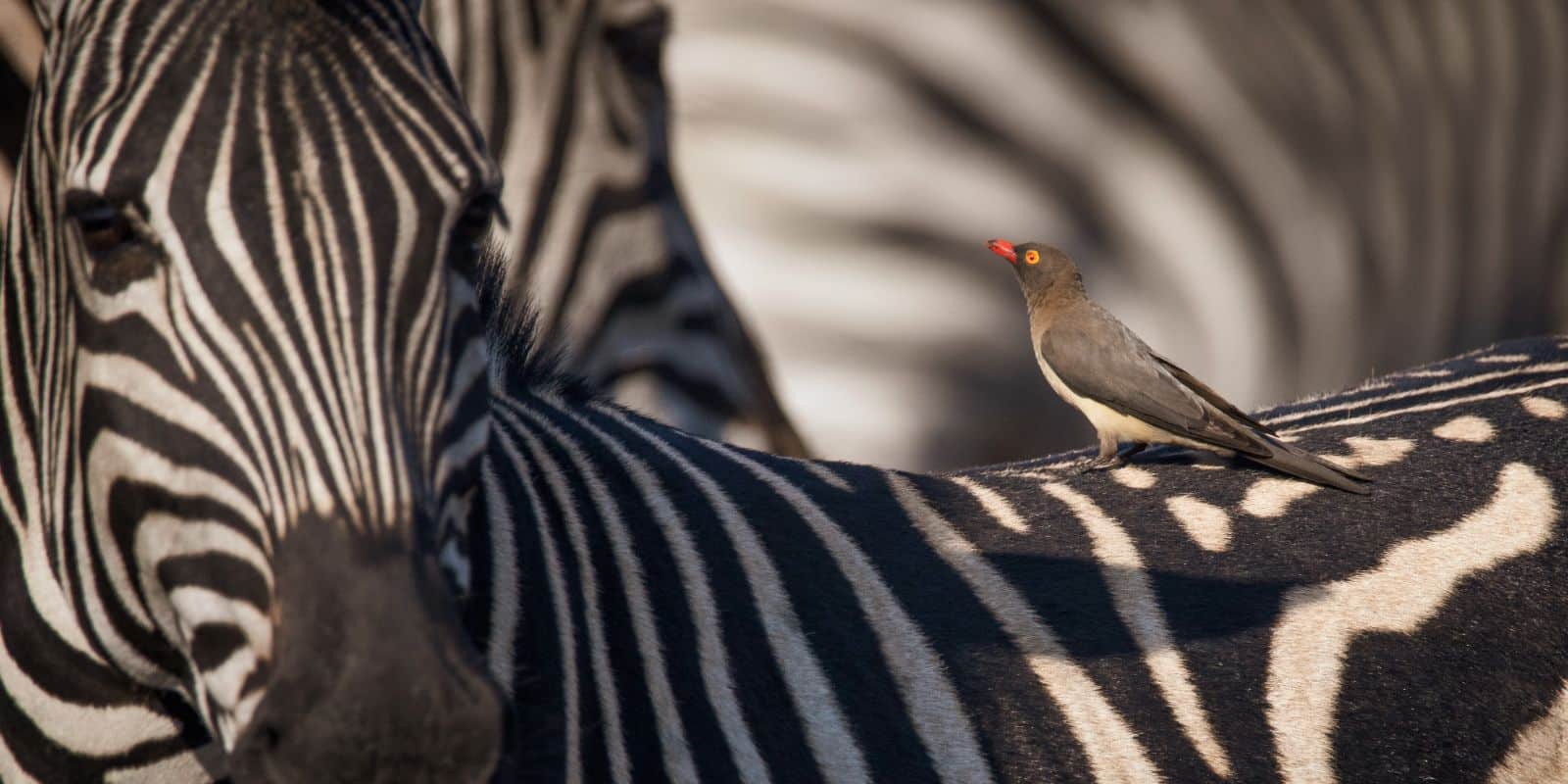 11 Best Wildlife Conservation Internships - Roots Interns