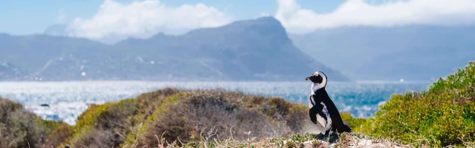 8 Reasons to do a Marine Conservation Internship