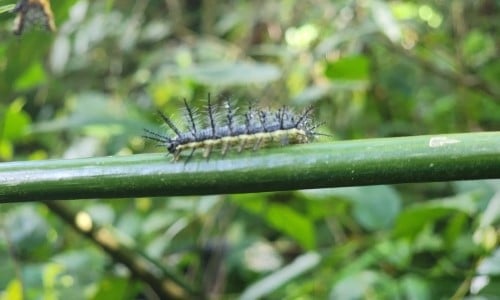 caterpillar on a plant