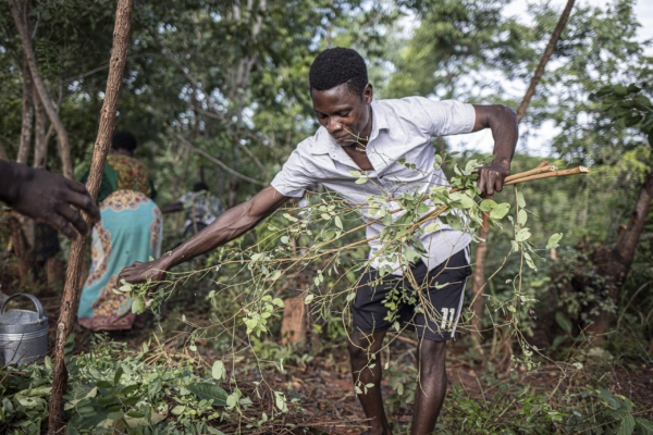 A man in Malawi working hands-on during an agroforestry internship, collecting branches for a sustainable agriculture project.