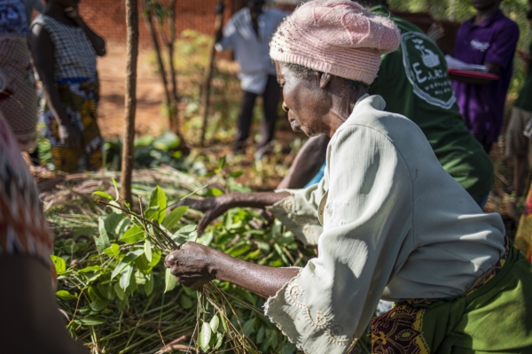 An elderly woman in Malawi carefully sorting through branches during an agroforestry internship, contributing to a sustainable farming initiative.
