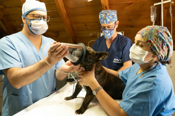 Veterinary interns in Europe prepare a dog for anesthesia during a procedure as part of their internship.