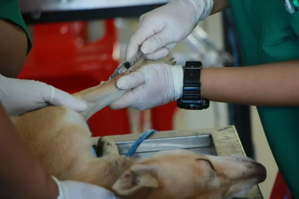 A veterinary intern in Europe administers an injection to a dog's paw as part of a medical procedure.
