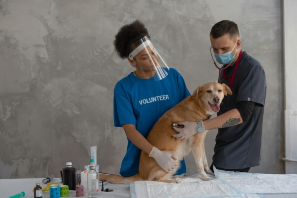 Two veterinary interns examine a happy dog during a checkup, using stethoscopes and medical supplies.