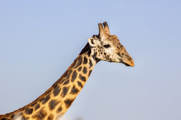 Close-up of a giraffe against a clear sky, highlighting its unique pattern.