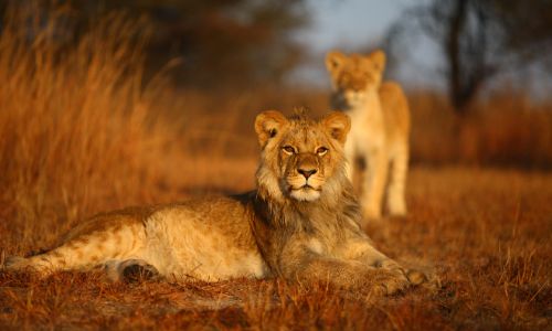 A young lion laying on grass, whilst another lion is closely behind.