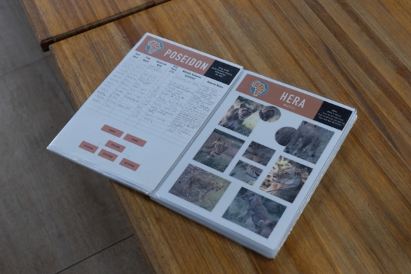 A table with documentation about lions named Poseidon and Hera, featuring behavioral data and family trees.