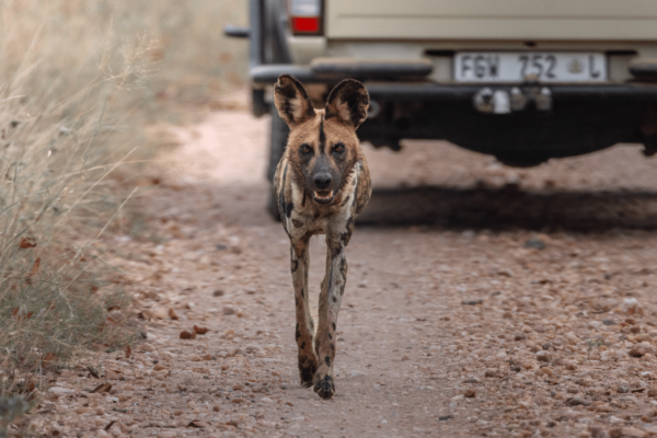 A wild African painted dog walking on a dirt road with a safari vehicle in the background.