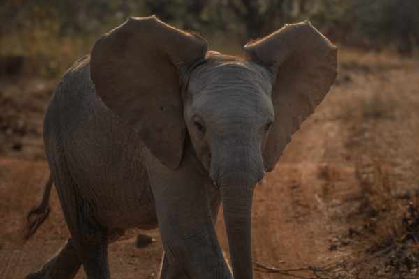 A young elephant walking down a dirt path, facing the camera in a natural savannah setting.