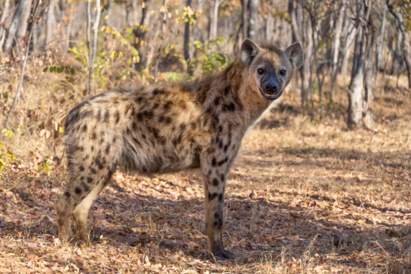 A spotted hyena in the wild.