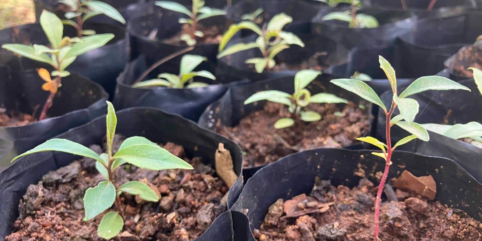 A lot of young plants.