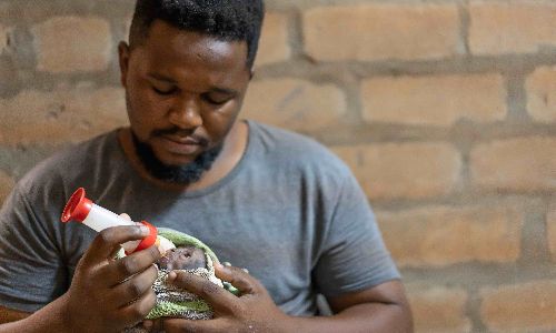 Caretaker bottle feeding orphaned monkey in wildlife sanctuary program