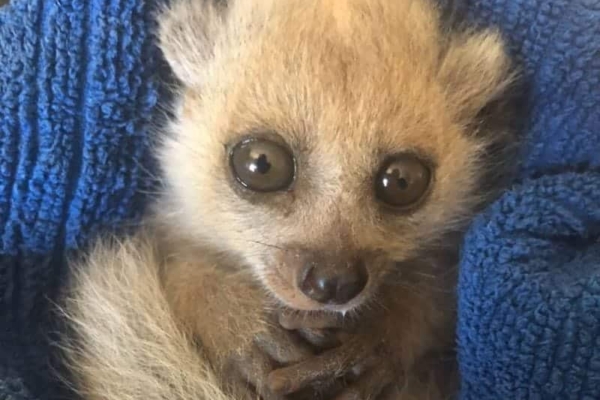 A rescued bushbaby nestled in a soft towel at Lilongwe Wildlife Sanctuary, receiving care as part of the rehabilitation program.