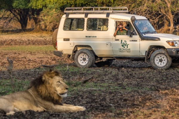 Wildlife research vehicle observing a lion during field monitoring activities