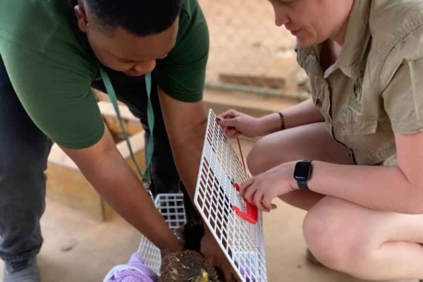 Wildlife rescuers at Lilongwe Wildlife Sanctuary carefully transport an injured bird for treatment, highlighting the hands-on conservation efforts.