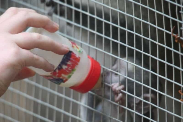 A volunteer at Lilongwe Wildlife Sanctuary bottle-feeds an orphaned monkey, providing essential care for young rescues.