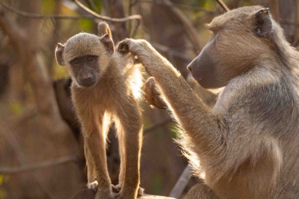 Yellow baboons grooming each other in wildlife sanctuary
