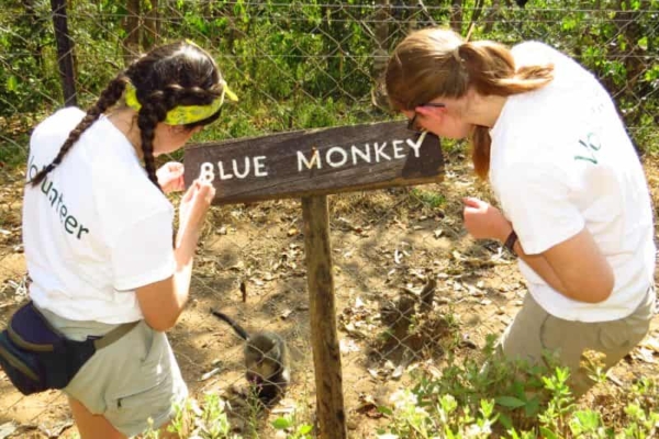 Two interns putting up a sign in the Lilongwe Wildlife Sanctuary.
