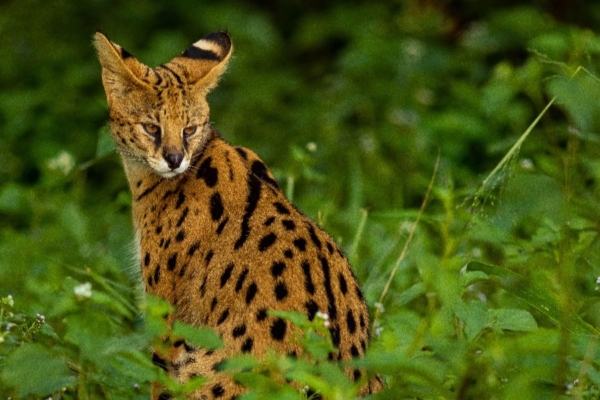 Serval cat resting in sanctuary enclosure