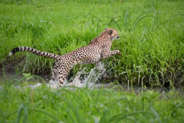 A cheetah jumping across a stream of water in the Liwonde National Park.