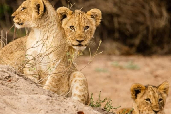 Three siblings of lion cubs out in the wild in the Liwonde National Park.