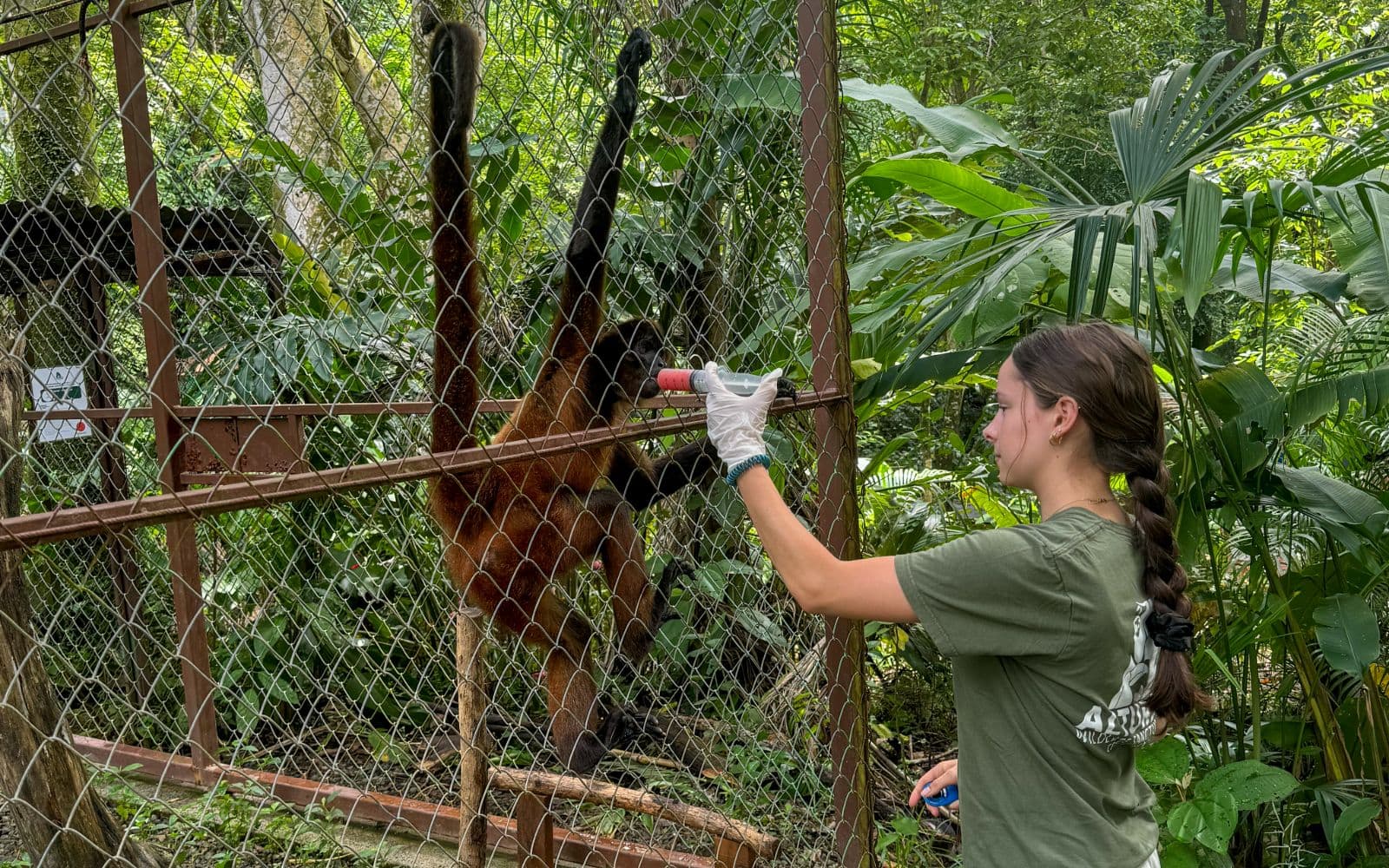 An intern of the wildlife husband internship doing one of her tasks, which is to feed the monkeys.