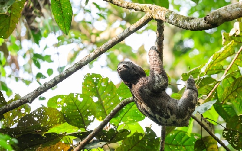 A sloth hanging on a branch in Ecuador.
