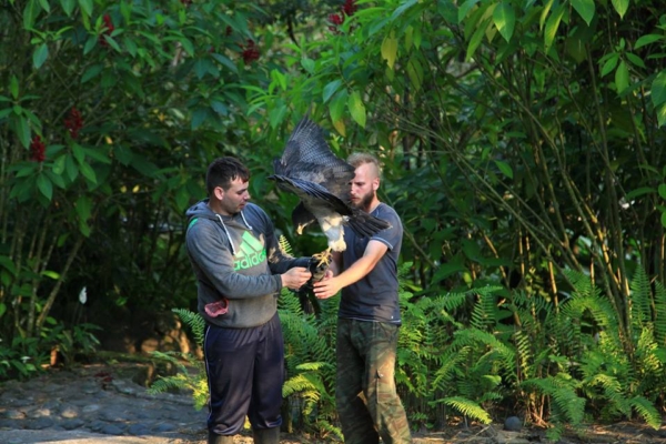 An intern and local holding a hawk on their arms in Ecuador.