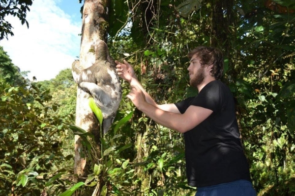 An intern in Ecuador assisting a sloth in climbing a tree.