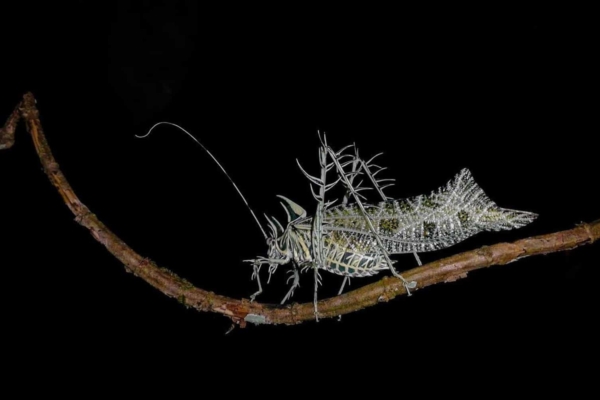 Observing jungle insects on a night walk during an Ecuador internship.