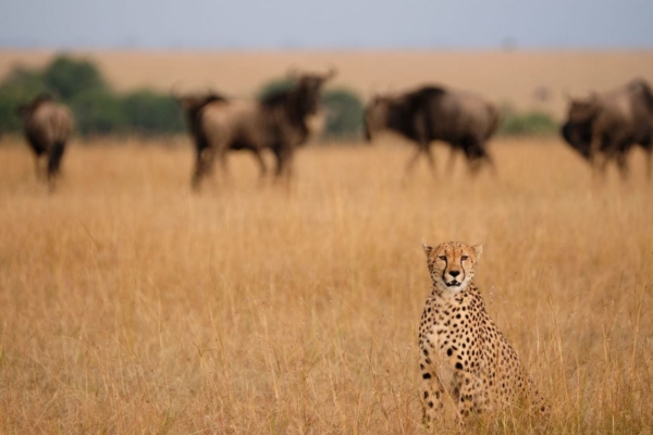 A cheetah in the middle of the savanna.