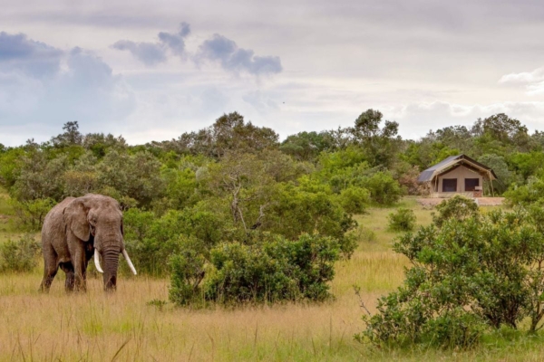A elephant out in the wild in Kenya.