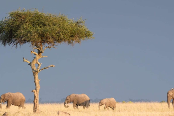A herd of elephants walking across the savanna.