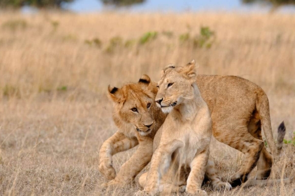 A pair of lion cubs out in the savanna in Kenya.