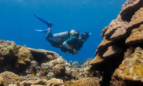 A scuba diver swims above colorful coral formations in clear blue water