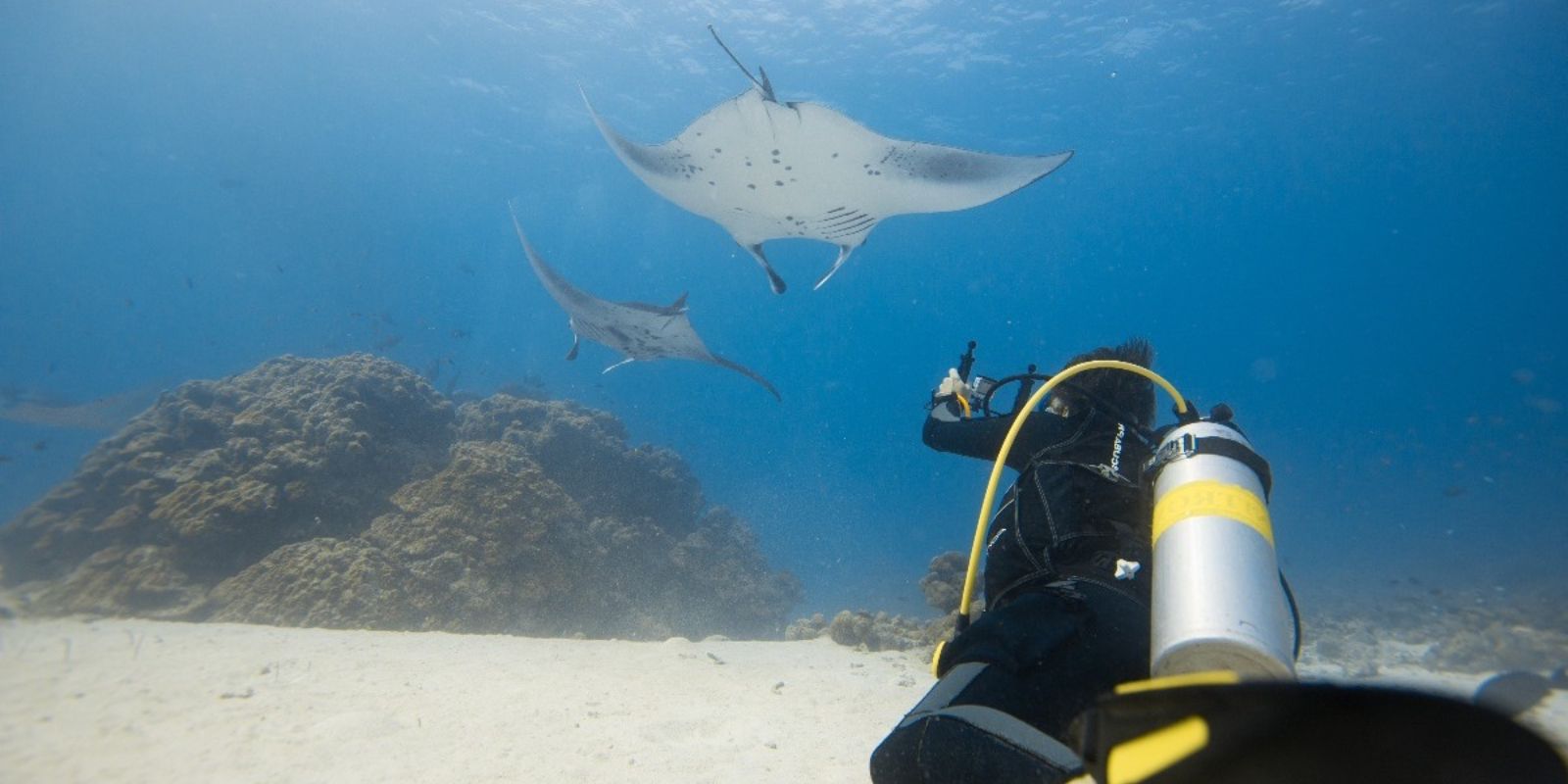 A scuba diver observes two manta rays gliding through the ocean