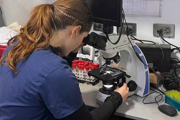 454491512_888111893362693_354911903168132974_n (1) A veterinary intern using a microscope to examine samples.