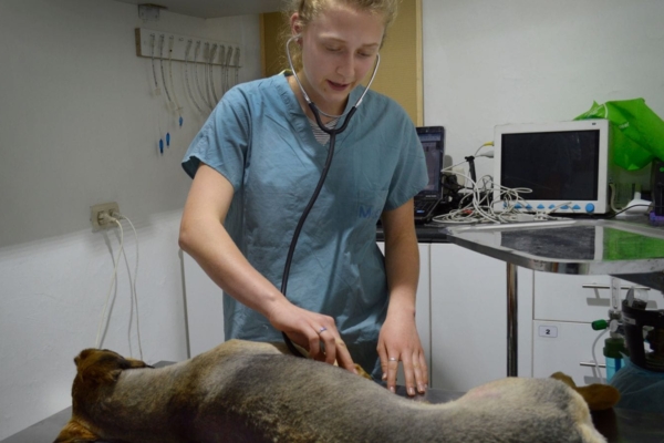 VET2 (1) A veterinarian performing a check-up on a dog.