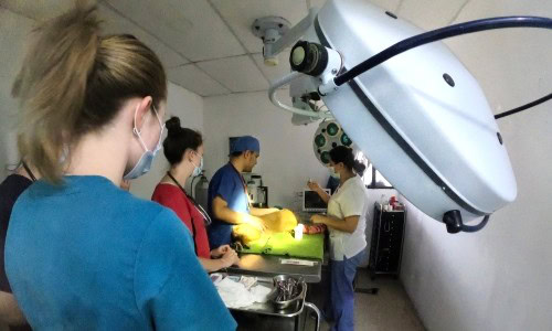 veterinary intern in Latin America observing an animal surgery