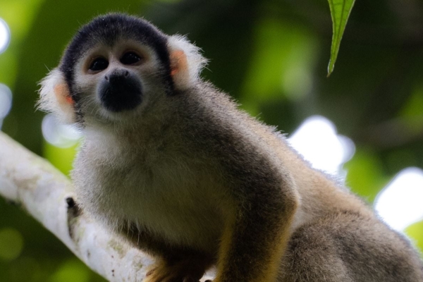 Squirrel monkey in the Peruvian Amazon Rainforest.